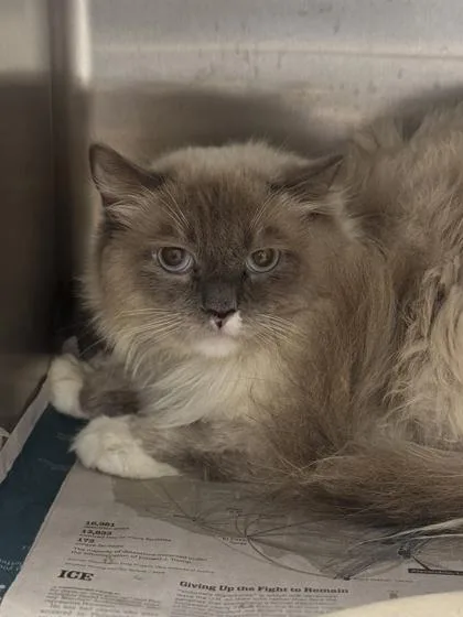 An adult medium-sized male Ragdoll cat named David for adoption in Philadelphia, PA