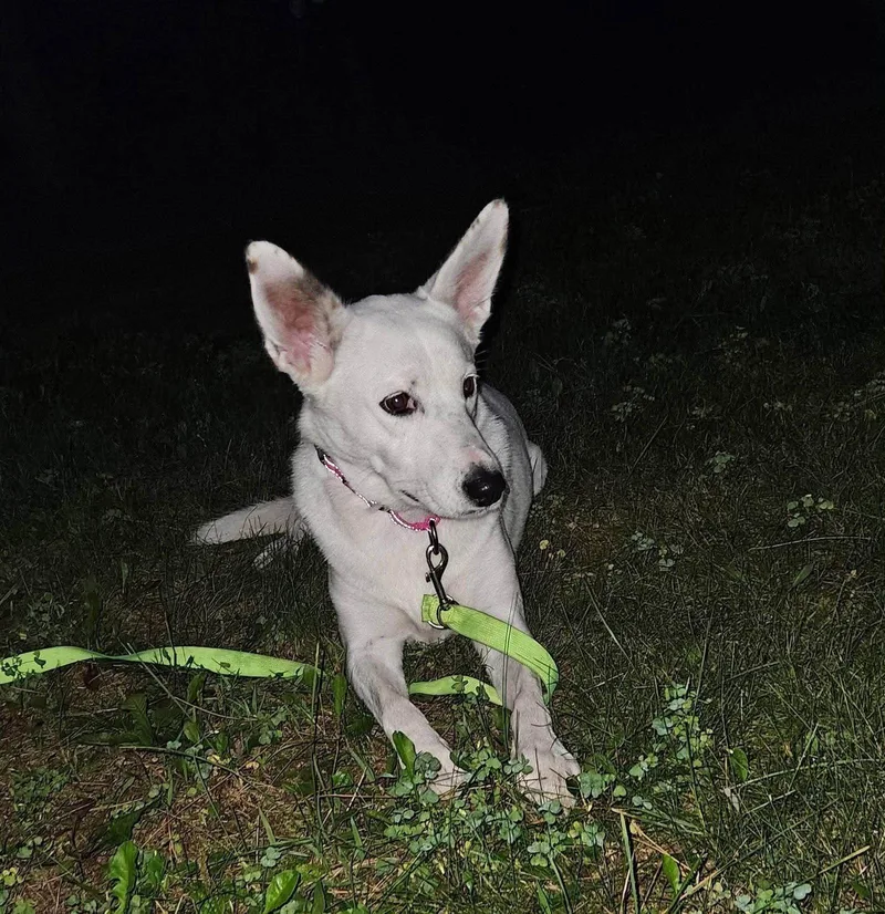 An adult medium-sized female Siberian Husky dog named Judge for adoption in New London, WI