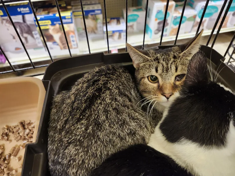 Blake Lively thumbnail 2