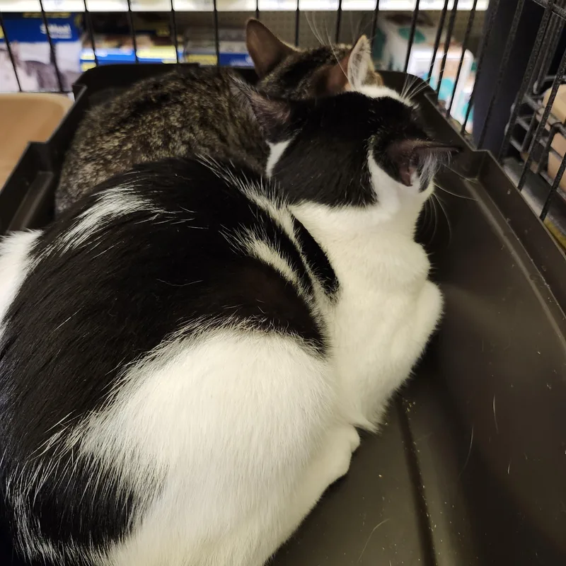 Blake Lively thumbnail 3