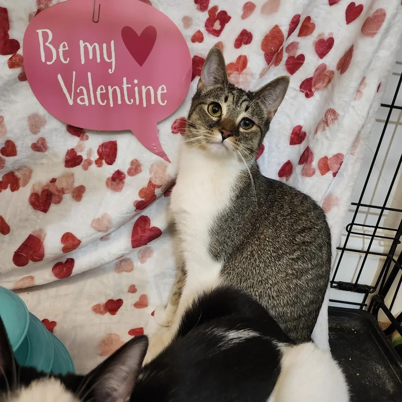 Blake Lively thumbnail 4