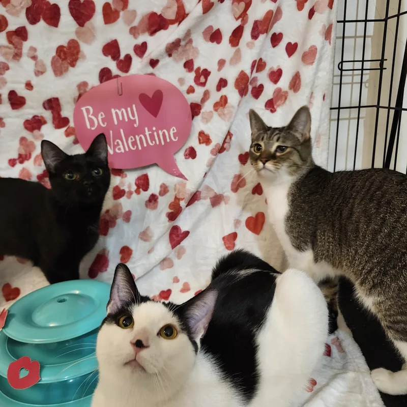 Blake Lively thumbnail 5