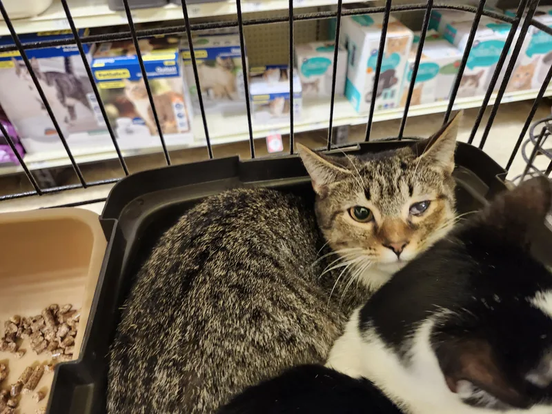 Blake Lively thumbnail 6