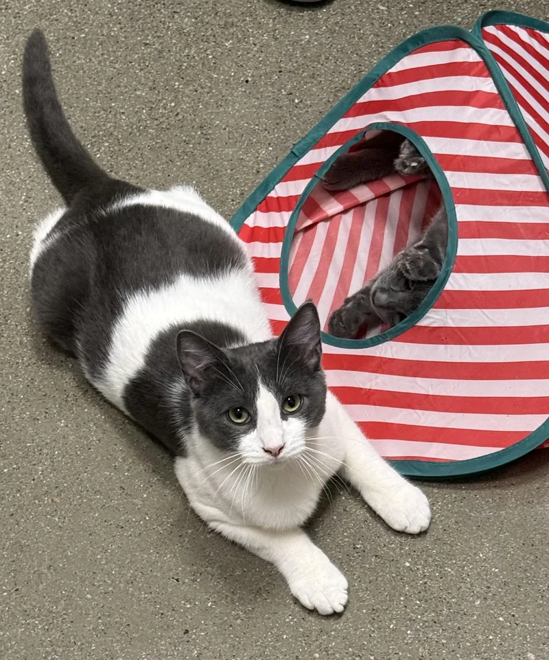 A baby medium-sized male Gray & White Domestic Short Hair cat named Pigpen Indoor Only for adoption in Stockton, CA