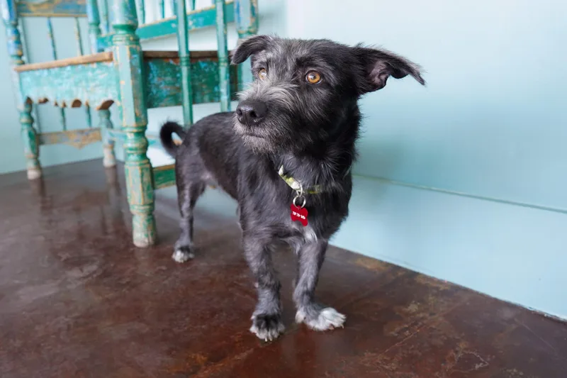 An adult medium-sized female Gray / Blue / Silver Terrier dog named Chelsea for adoption in San Antonio, TX