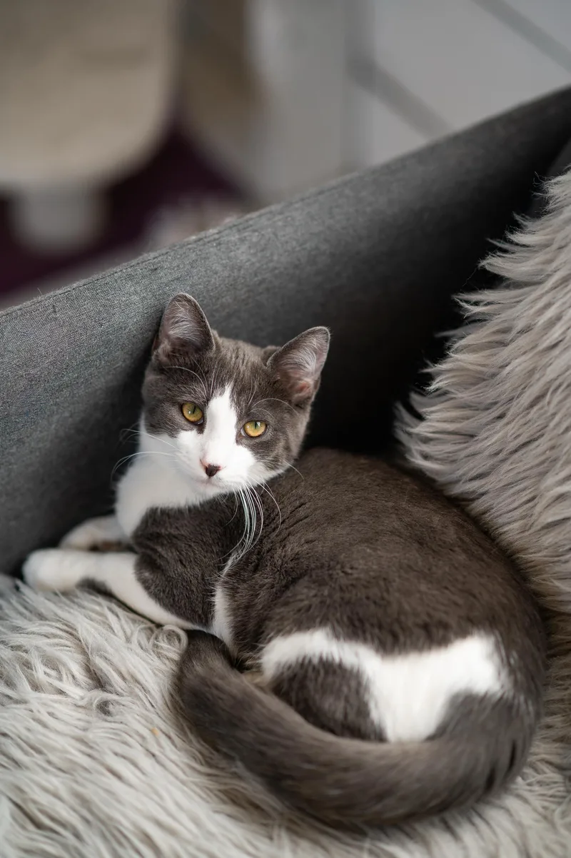 A baby large-sized male Domestic Short Hair cat named Horton and Nixie Knox for adoption in Seattle, WA