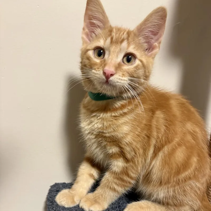 A baby small-sized male Orange / Red Domestic Short Hair cat named Lancelot for adoption in Wichita, KS
