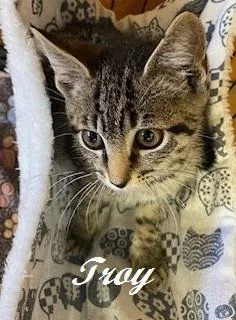 A baby medium-sized male Tabby (Brown / Chocolate) Tabby cat named Troy for adoption in Southern Pines, NC