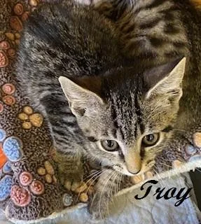 Troy thumbnail 3