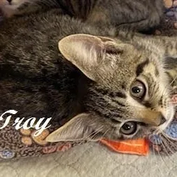 Troy thumbnail 4