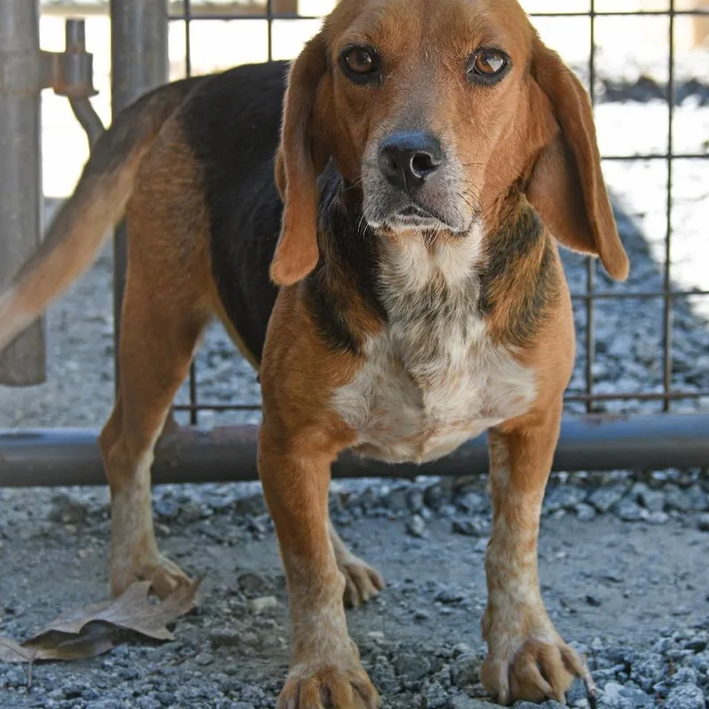 A senior medium-sized female Brown / Chocolate Beagle dog named Basil for adoption in Columbus, NC