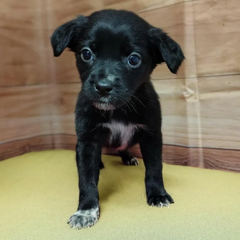 A baby medium-sized male Black Labrador Retriever dog named Jack for adoption in Griswold, CT