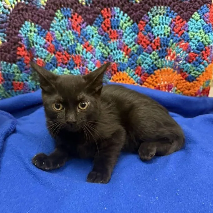 A baby small-sized male Black Domestic Short Hair cat named Jean for adoption in Tucson, AZ