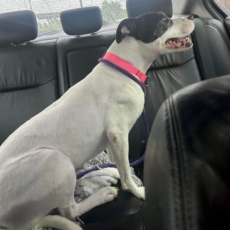 A senior medium-sized female Pit Bull Terrier dog named Patches for adoption in Longview, TX