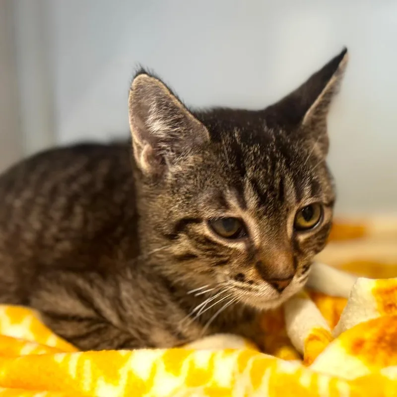 A baby small-sized female Brown / Chocolate Domestic Short Hair cat named Floatie for adoption in Wheeling, IL
