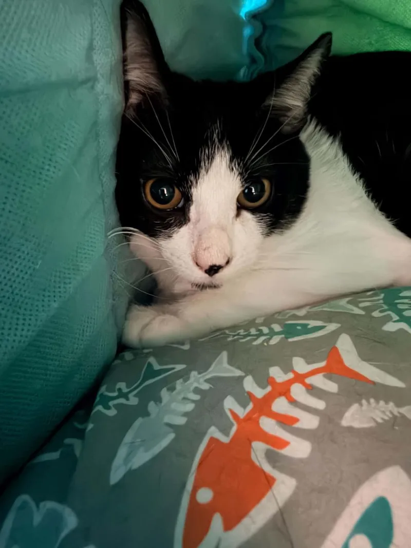 A young medium-sized male Domestic Short Hair cat named Ghost Pepper for adoption in Lincoln, CA