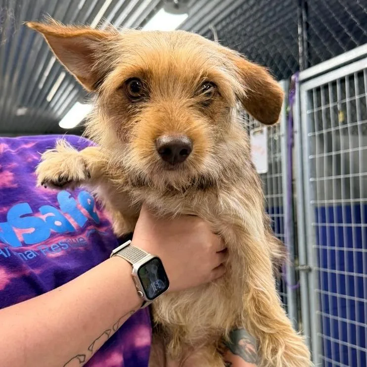A young small-sized male White / Cream Terrier dog named CT Gordo  lbs! for adoption in Eastford, CT