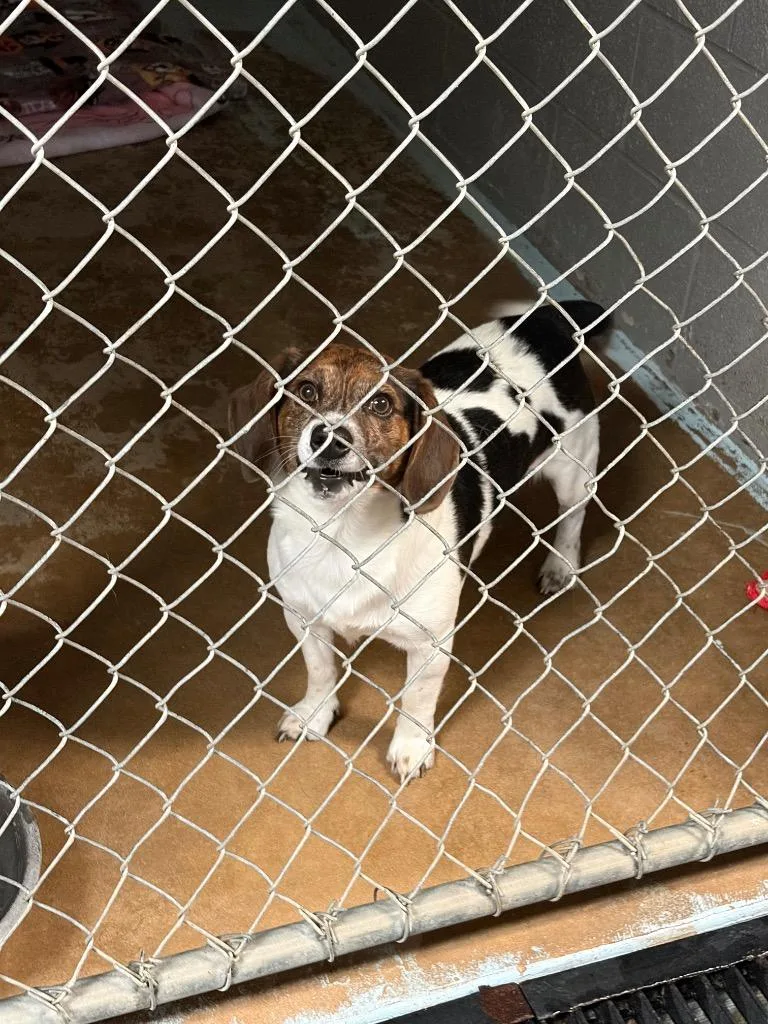 A young medium-sized male Beagle dog named BoBo for adoption in Ada, OK