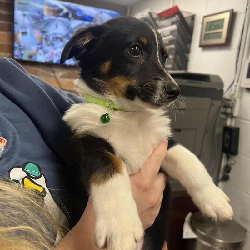 A baby small-sized male Mixed Breed dog named Vincent Van Gogh for adoption in Mentor, OH