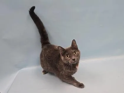 An adult small-sized female Domestic Short Hair cat named Ariel for adoption in Coon Rapids, MN