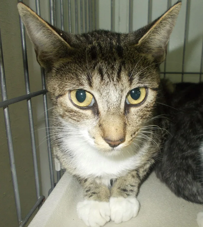 An adult medium-sized female American Shorthair cat named Libby for adoption in Naples, FL