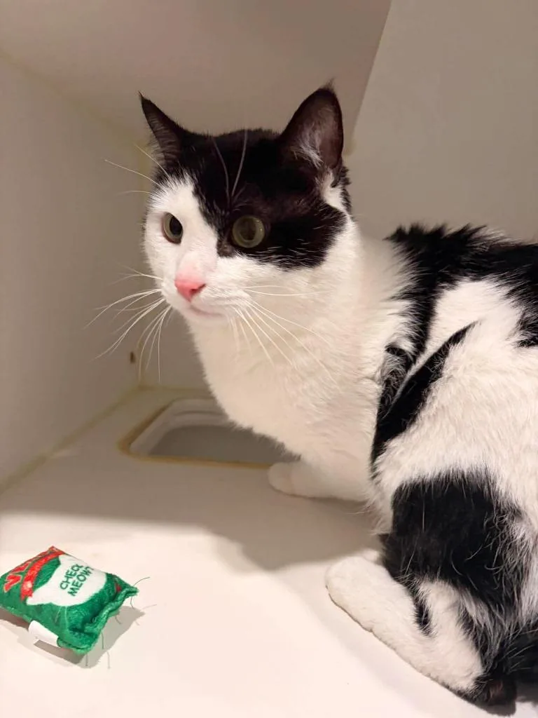 Oreo