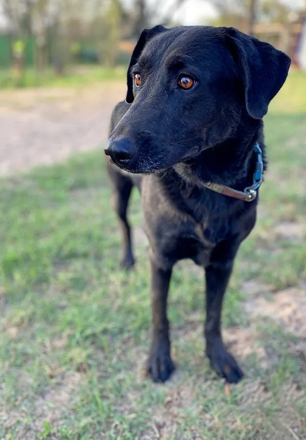 Miss Buddy thumbnail 2