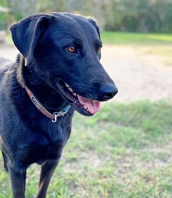 An adult large-sized female Black Black Labrador Retriever dog named Miss Buddy for adoption in Brookeville, MD