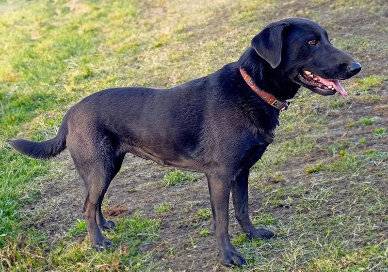 Miss Buddy thumbnail 3