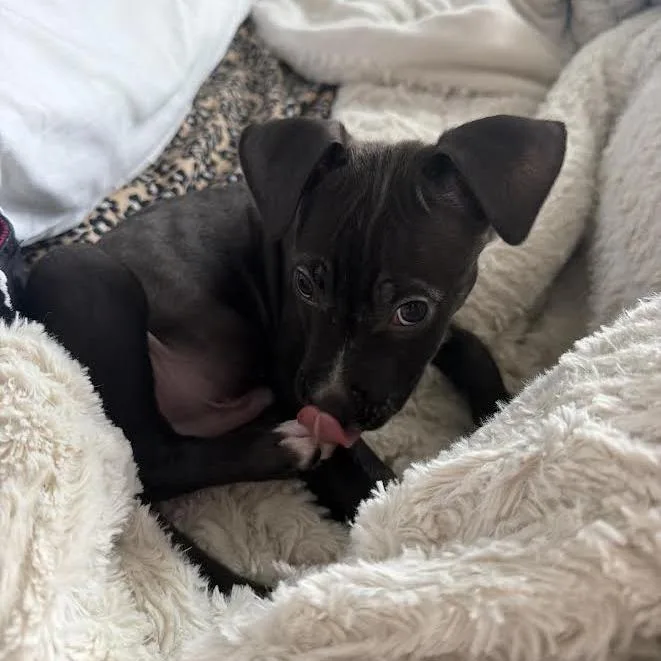 A baby small-sized male Gray / Blue / Silver Terrier dog named Spaghetti for adoption in South Elgin, IL