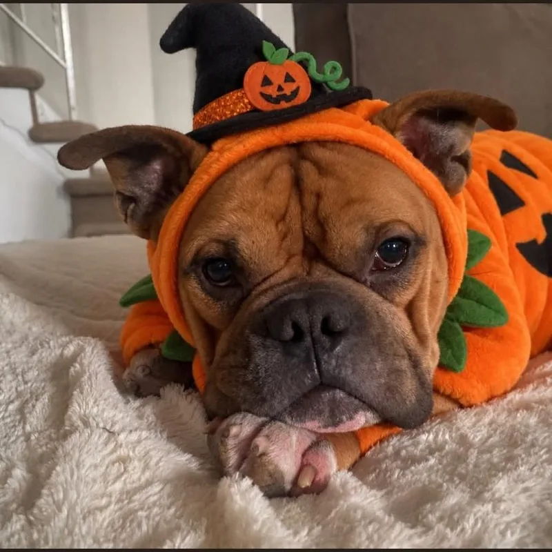 An adult medium-sized male English Bulldog dog named Mack for adoption in Philadelphia, PA