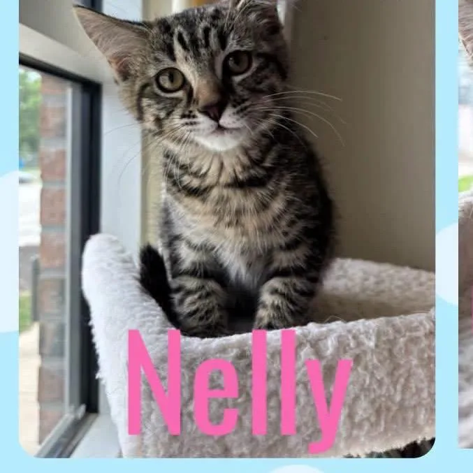 A baby small-sized female Brown / Chocolate Domestic Short Hair cat named Nelly for adoption in Kansas City, MO