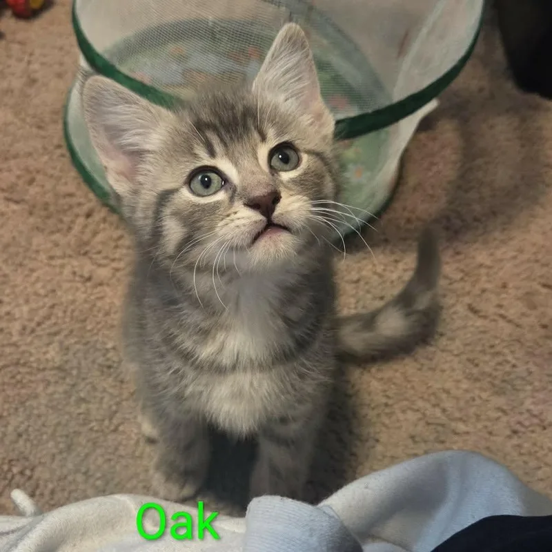 A baby small-sized male Gray / Blue / Silver Domestic Short Hair cat named Oak for adoption in Kent, OH
