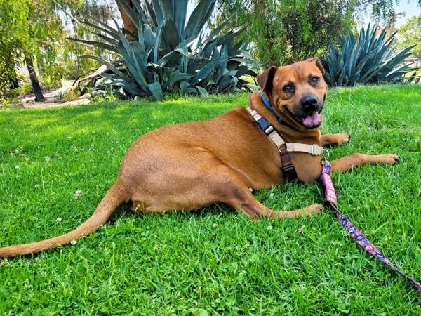 A senior large-sized male American Bully dog named Bo for adoption in San Diego, CA
