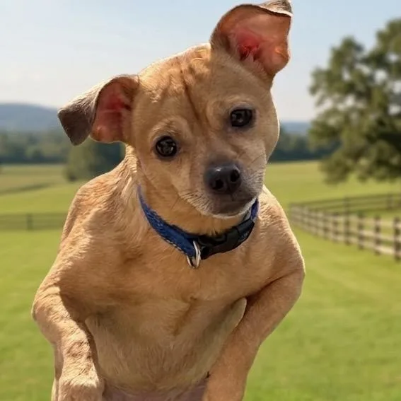 An adult small-sized female Brown / Chocolate Chihuahua dog named Roxy for adoption in Washington, PA
