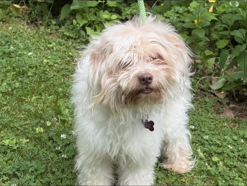 A young small-sized male Maltipoo dog named Odin for adoption in Randolph Center, VT