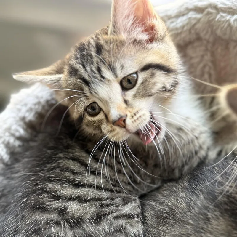 A baby small-sized female Domestic Short Hair cat named Mel for adoption in Cumming, GA