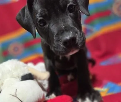 A baby small-sized male Labrador Retriever dog named Bart Starr for adoption in Burlington, WI