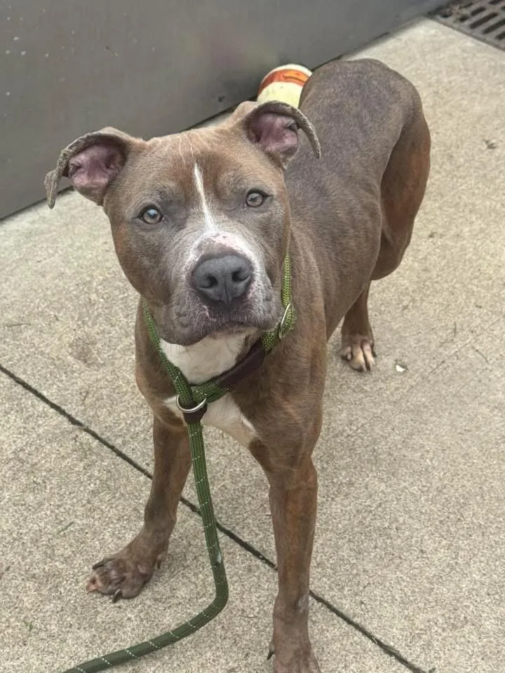 An adult medium-sized male Gray / Blue / Silver Pit Bull Terrier dog named Gummy Worm for adoption in Chicago, IL