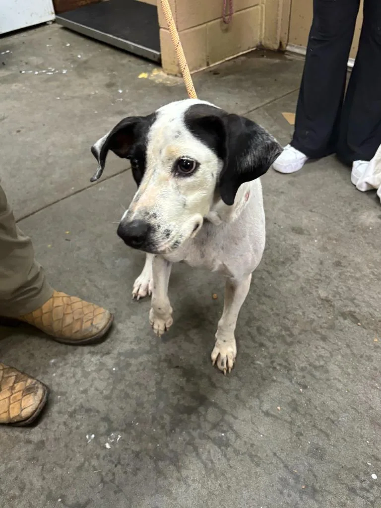A young medium-sized female Pit Bull Terrier dog named Darlene for adoption in Swainsboro, GA