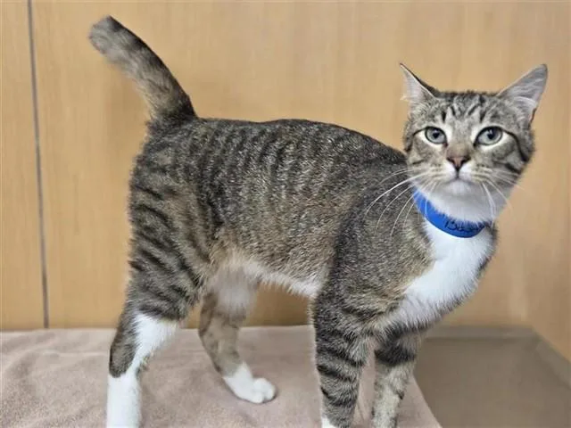 A young small-sized male Domestic Short Hair cat named Baxter for adoption in Saint Louis, MO