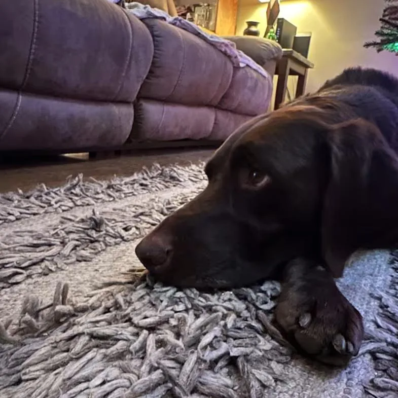 Charlie  Home to thumbnail 4