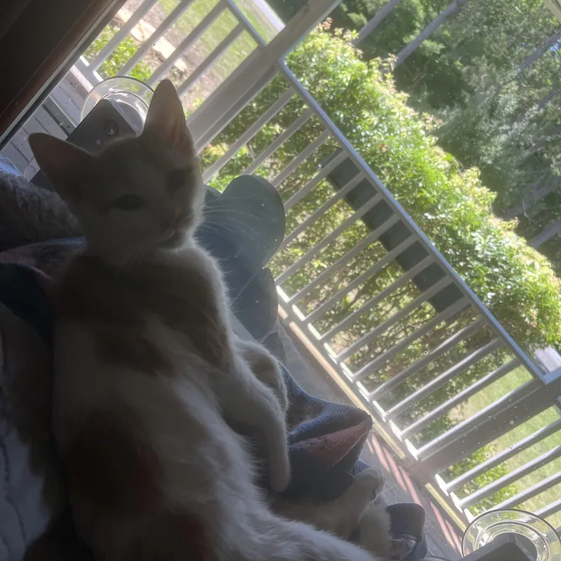 A young medium-sized male Orange & White Domestic Short Hair cat named Crab Rangoon for adoption in Belchertown, MA