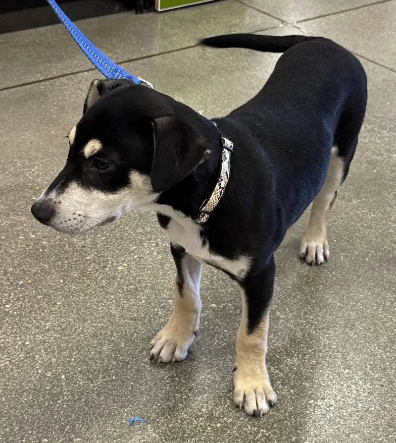 A baby medium-sized male Terrier dog named Bear for adoption in Schertz, TX
