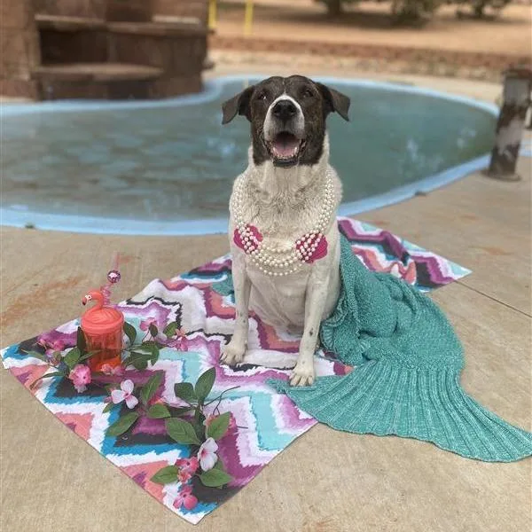 Dolphina thumbnail 2