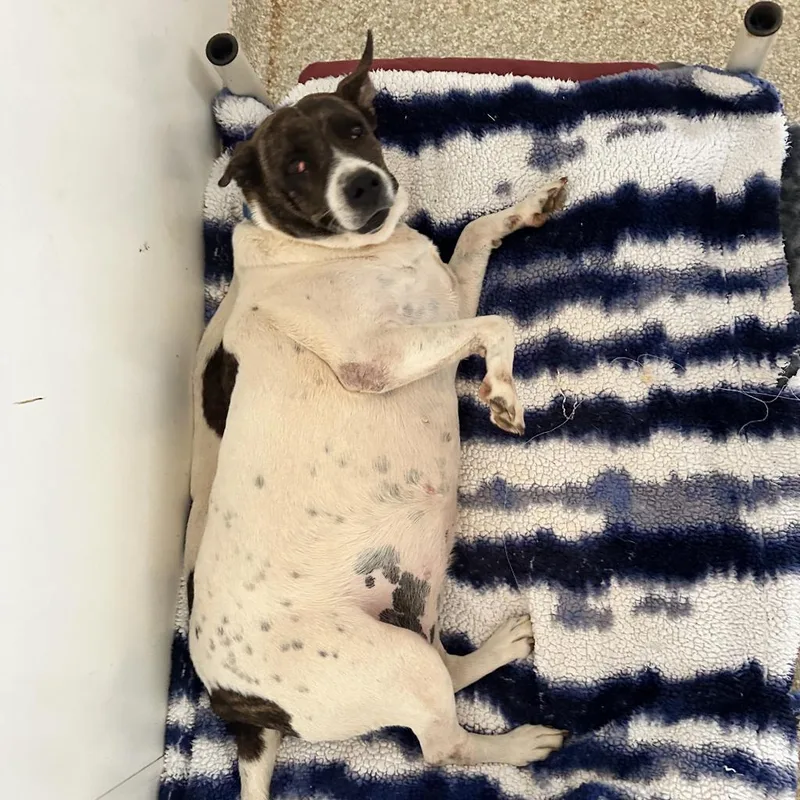 Dolphina thumbnail 3