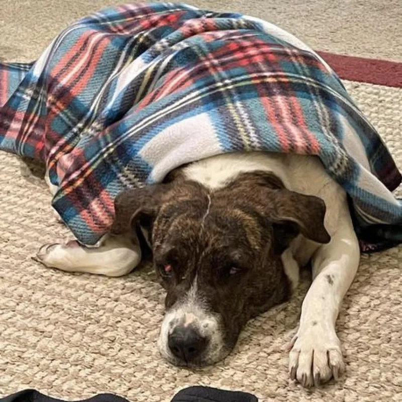 Dolphina thumbnail 4