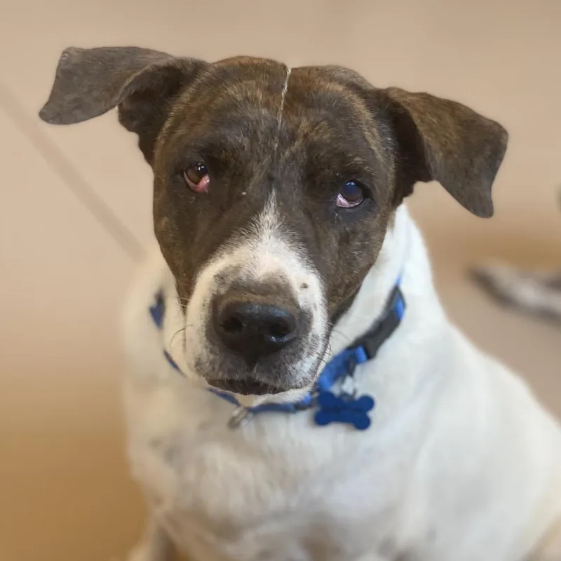 Dolphina thumbnail 5