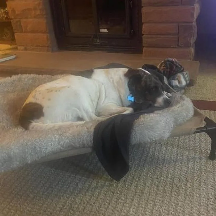 Dolphina thumbnail 6