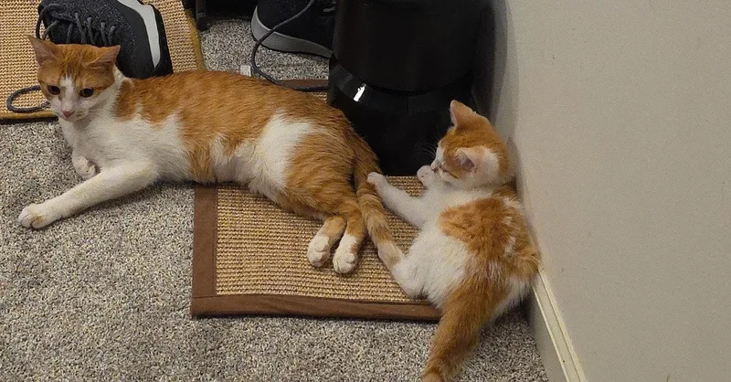 A baby medium-sized male Orange & White Domestic Short Hair cat named Armin for adoption in Greenville, DE